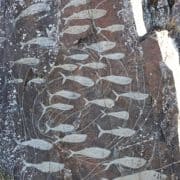 keratitis Sten og menneske