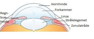 Øjenanatomi
