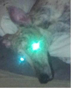 Tapetum Lucidum