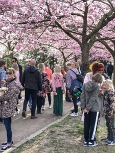 Blomstrende kirsebærtræer